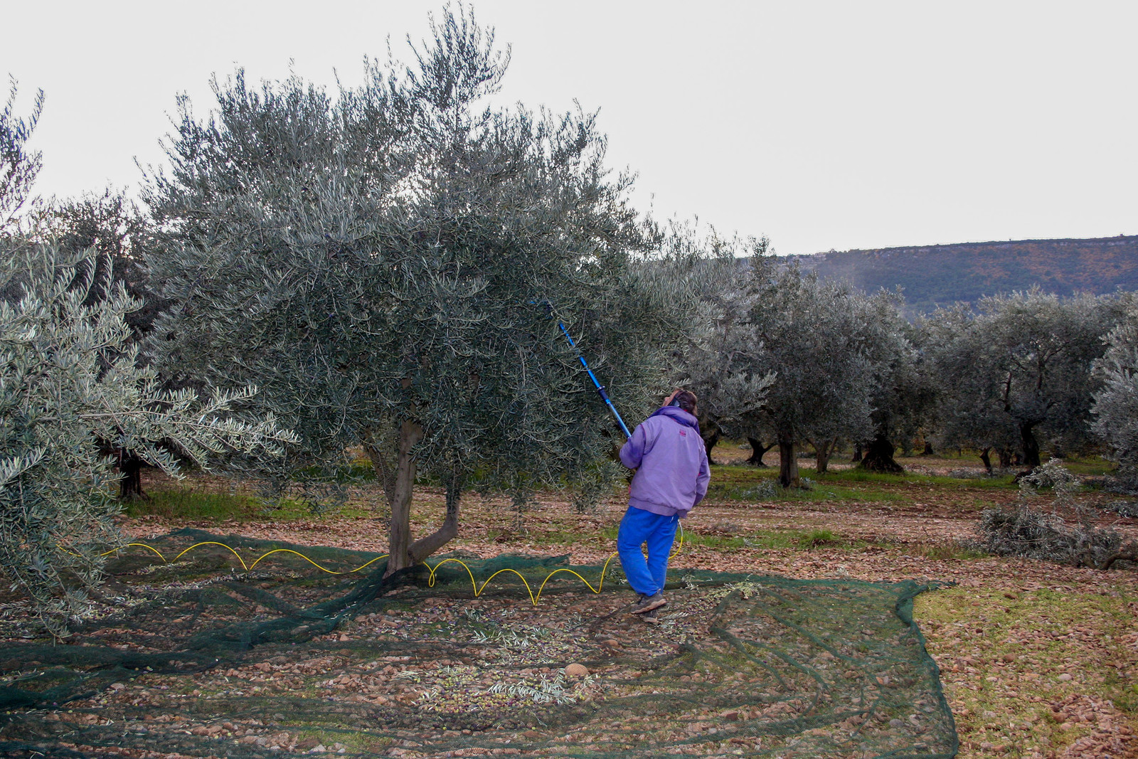 Olives : de la cueillette à la fabrication de l'huile