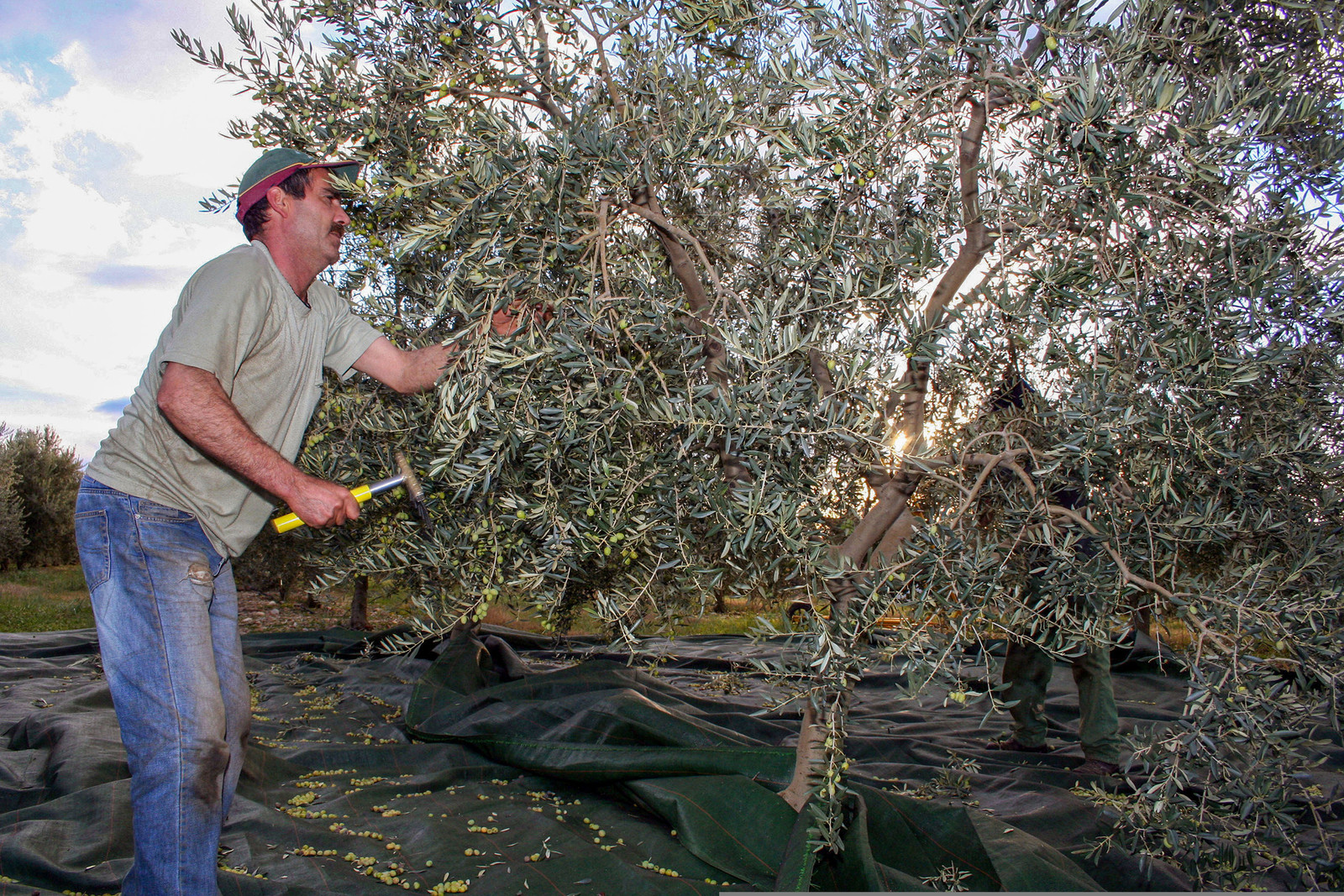 Olives : de la cueillette à la fabrication de l'huile