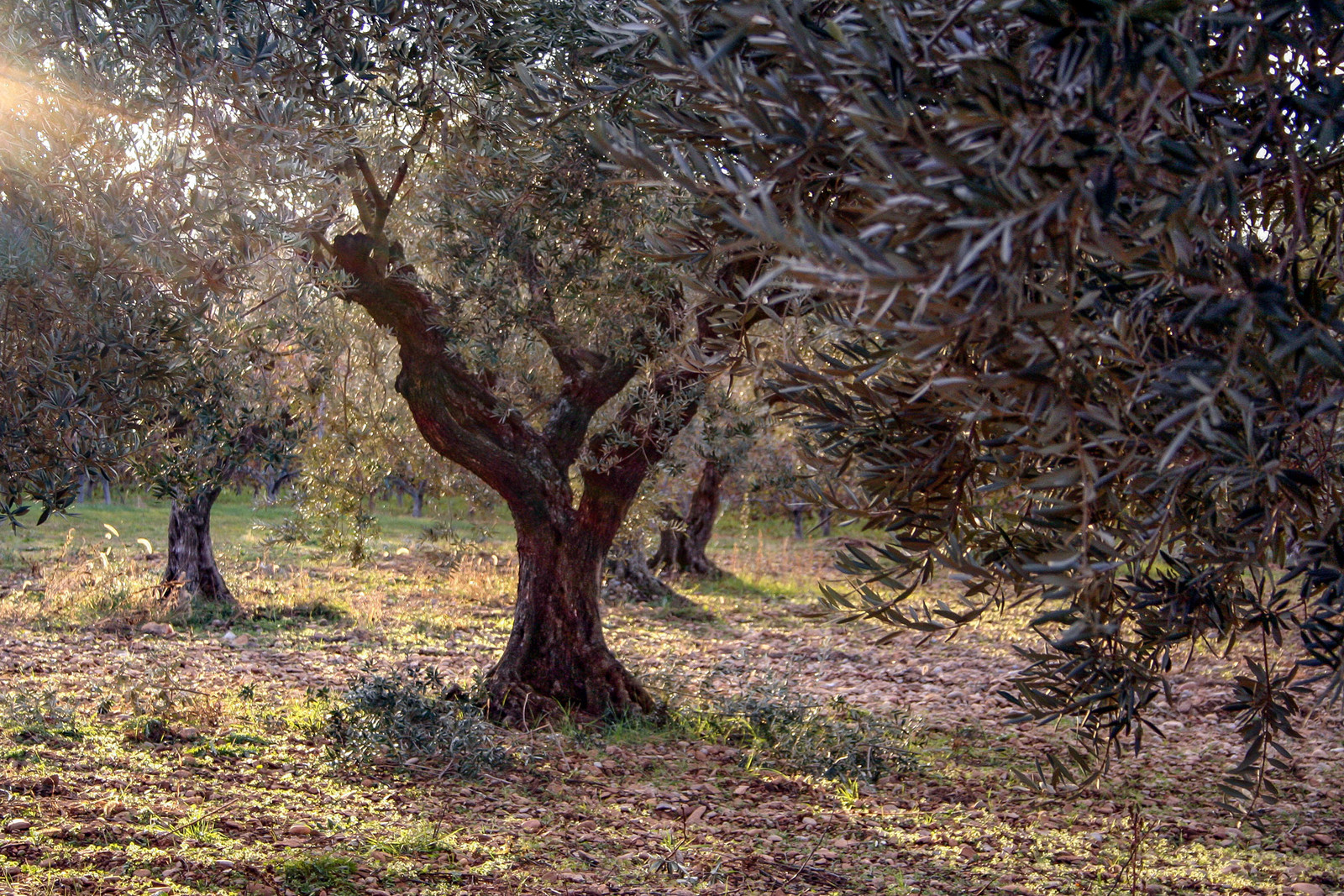 Olice : de la cueillette à la fabrication de l'huile
