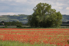 FIELDS OF POPPIES IN THE DROME