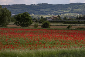 FIELDS OF POPPIES IN THE DROME