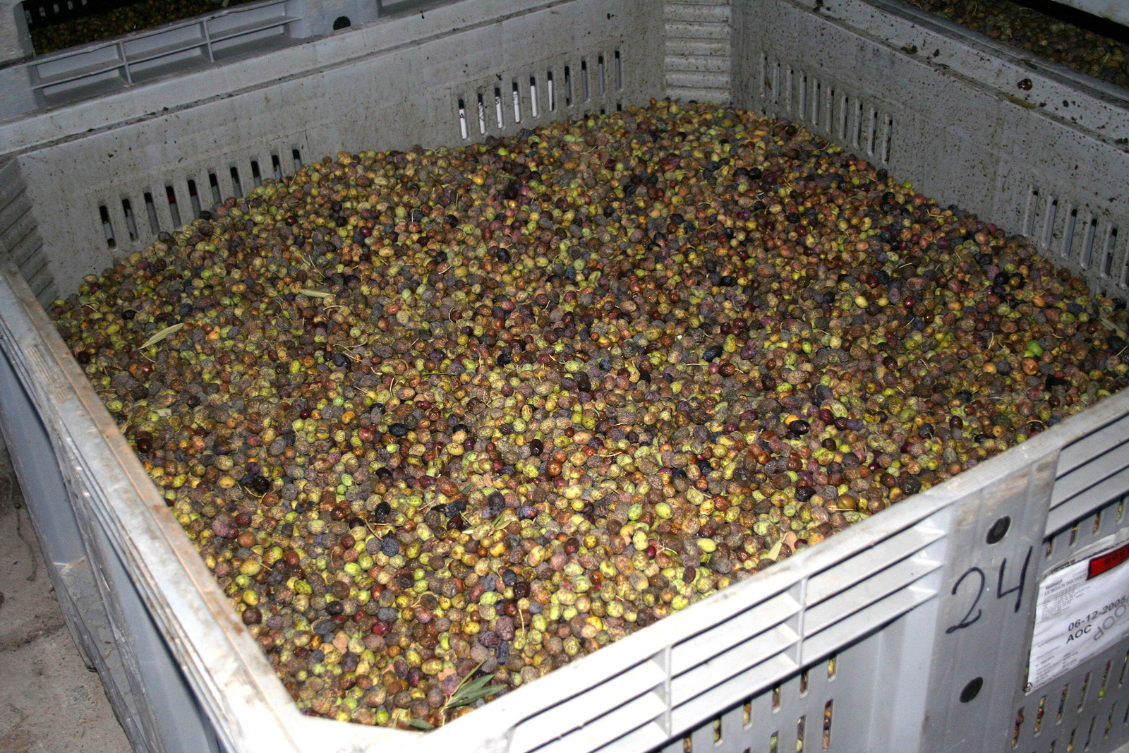 Olice : de la cueillette à la fabrication de l'huile